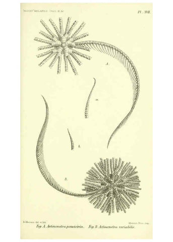 Reproducción/Reproduction 5988056576: Report on the zoological collections made in the Indo-Pacific Ocean during the voyage of H.M.S. 'Alert' 1881-2. London :Printed by order of the Trustees,1884