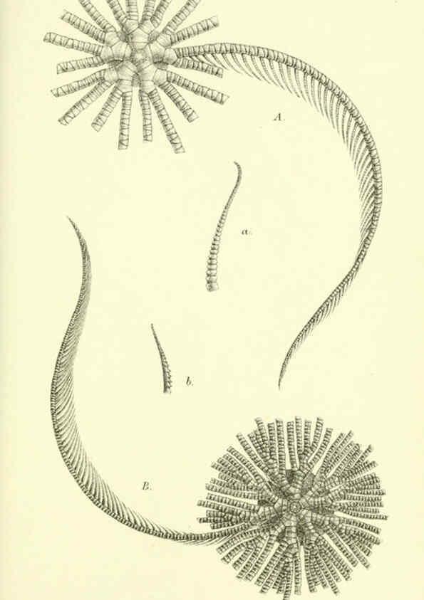 Reproducción/Reproduction 5988056576: Report on the zoological collections made in the Indo-Pacific Ocean during the voyage of H.M.S. 'Alert' 1881-2. London :Printed by order of the Trustees,1884