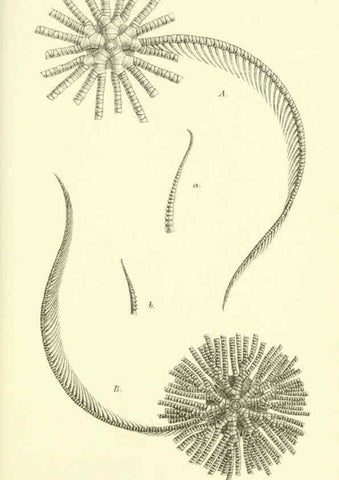 Reproducción/Reproduction 5988056576: Report on the zoological collections made in the Indo-Pacific Ocean during the voyage of H.M.S. 'Alert' 1881-2. London :Printed by order of the Trustees,1884