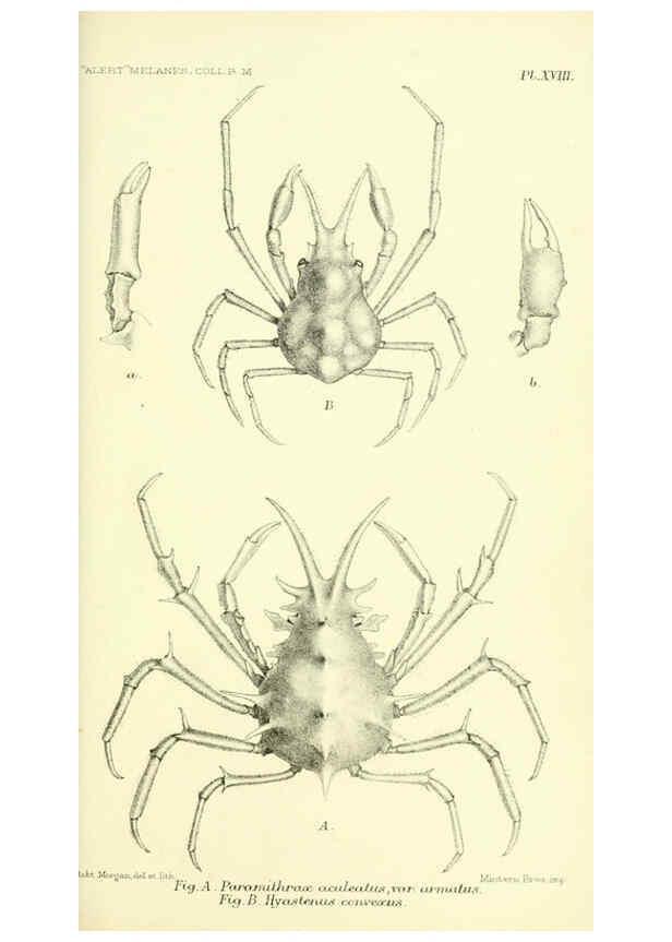 Reproducción/Reproduction 5987493621: Report on the zoological collections made in the Indo-Pacific Ocean during the voyage of H.M.S. 'Alert' 1881-2. London :Printed by order of the Trustees,1884