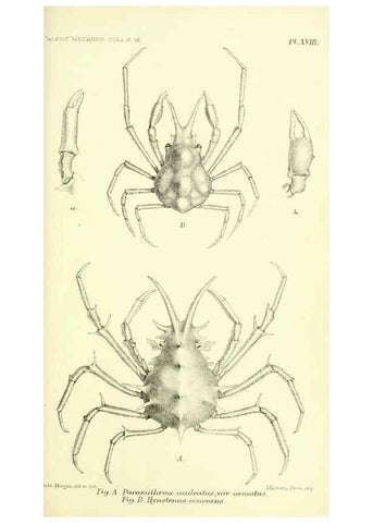 Reproducción/Reproduction 5987493621: Report on the zoological collections made in the Indo-Pacific Ocean during the voyage of H.M.S. 'Alert' 1881-2. London :Printed by order of the Trustees,1884
