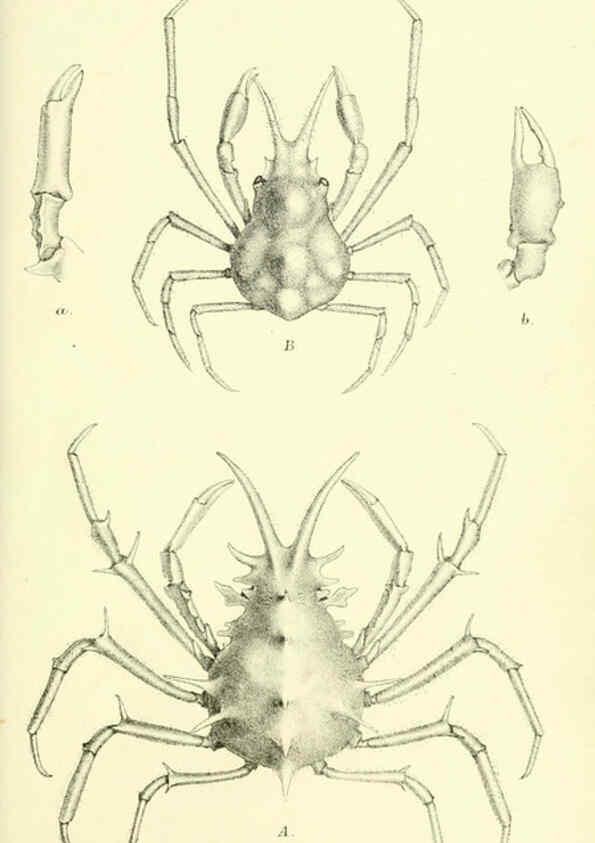 Reproducción/Reproduction 5987493621: Report on the zoological collections made in the Indo-Pacific Ocean during the voyage of H.M.S. 'Alert' 1881-2. London :Printed by order of the Trustees,1884