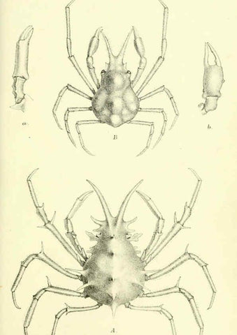 Reproducción/Reproduction 5987493621: Report on the zoological collections made in the Indo-Pacific Ocean during the voyage of H.M.S. 'Alert' 1881-2. London :Printed by order of the Trustees,1884