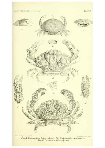 Reproducción/Reproduction 5988057078: Report on the zoological collections made in the Indo-Pacific Ocean during the voyage of H.M.S. 'Alert' 1881-2. London :Printed by order of the Trustees,1884