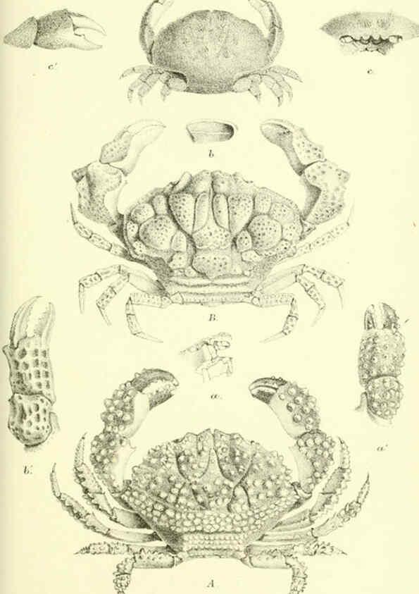 Reproducción/Reproduction 5988057078: Report on the zoological collections made in the Indo-Pacific Ocean during the voyage of H.M.S. 'Alert' 1881-2. London :Printed by order of the Trustees,1884