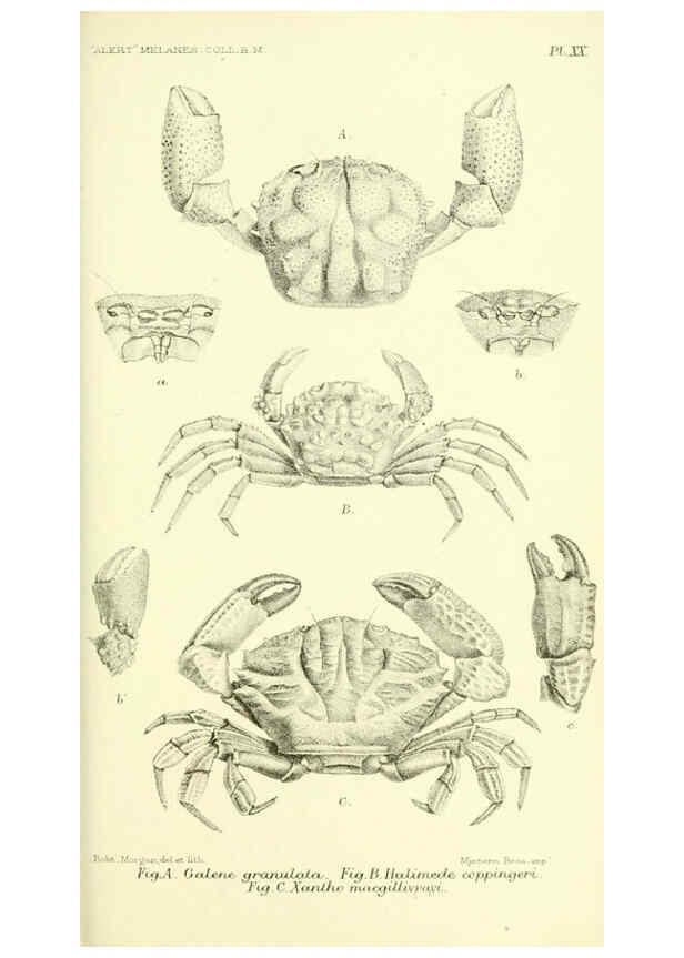 Reproducción/Reproduction 5988057444: Report on the zoological collections made in the Indo-Pacific Ocean during the voyage of H.M.S. 'Alert' 1881-2. London :Printed by order of the Trustees,1884