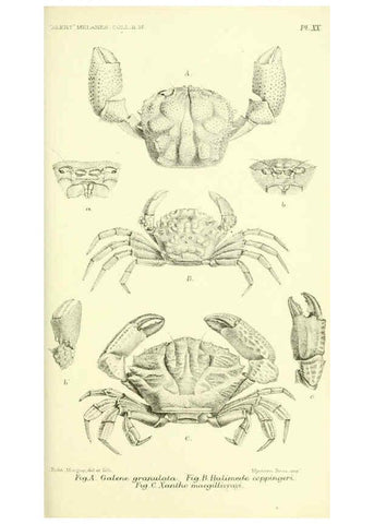 Reproducción/Reproduction 5988057444: Report on the zoological collections made in the Indo-Pacific Ocean during the voyage of H.M.S. 'Alert' 1881-2. London :Printed by order of the Trustees,1884