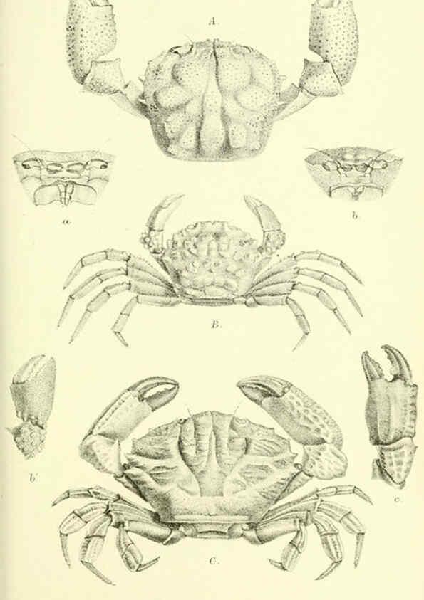 Reproducción/Reproduction 5988057444: Report on the zoological collections made in the Indo-Pacific Ocean during the voyage of H.M.S. 'Alert' 1881-2. London :Printed by order of the Trustees,1884