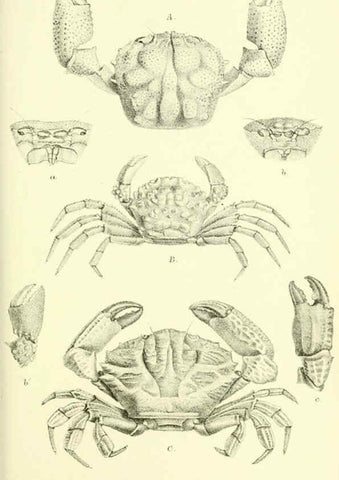 Reproducción/Reproduction 5988057444: Report on the zoological collections made in the Indo-Pacific Ocean during the voyage of H.M.S. 'Alert' 1881-2. London :Printed by order of the Trustees,1884
