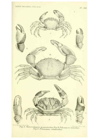 Reproducción/Reproduction 5987494583: Report on the zoological collections made in the Indo-Pacific Ocean during the voyage of H.M.S. 'Alert' 1881-2. London :Printed by order of the Trustees,1884