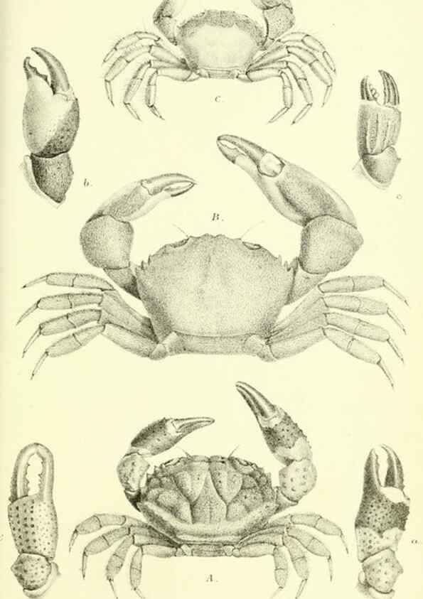 Reproducción/Reproduction 5987494583: Report on the zoological collections made in the Indo-Pacific Ocean during the voyage of H.M.S. 'Alert' 1881-2. London :Printed by order of the Trustees,1884