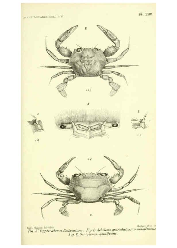 Reproducción/Reproduction 5988058342: Report on the zoological collections made in the Indo-Pacific Ocean during the voyage of H.M.S. 'Alert' 1881-2. London :Printed by order of the Trustees,1884
