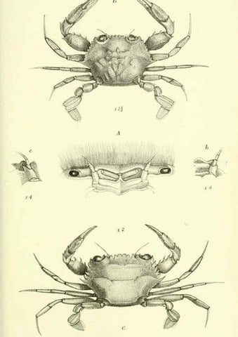 Reproducción/Reproduction 5988058342: Report on the zoological collections made in the Indo-Pacific Ocean during the voyage of H.M.S. 'Alert' 1881-2. London :Printed by order of the Trustees,1884