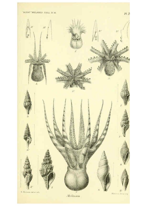 Reproducción/Reproduction 5987489301: Report on the zoological collections made in the Indo-Pacific Ocean during the voyage of H.M.S. 'Alert' 1881-2. London :Printed by order of the Trustees,1884