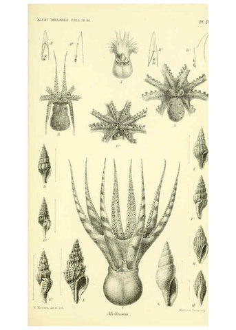 Reproducción/Reproduction 5987489301: Report on the zoological collections made in the Indo-Pacific Ocean during the voyage of H.M.S. 'Alert' 1881-2. London :Printed by order of the Trustees,1884