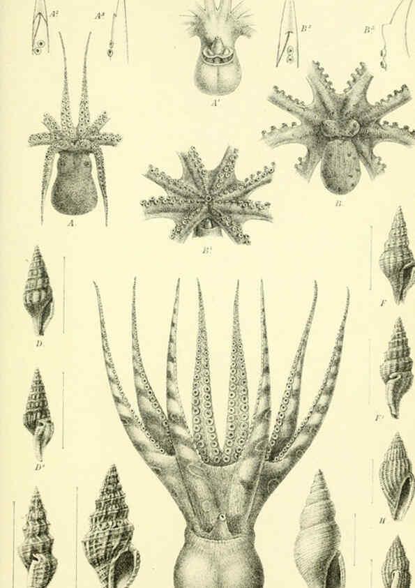 Reproducción/Reproduction 5987489301: Report on the zoological collections made in the Indo-Pacific Ocean during the voyage of H.M.S. 'Alert' 1881-2. London :Printed by order of the Trustees,1884