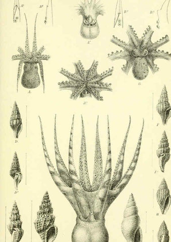 Reproducción/Reproduction 5987489301: Report on the zoological collections made in the Indo-Pacific Ocean during the voyage of H.M.S. 'Alert' 1881-2. London :Printed by order of the Trustees,1884