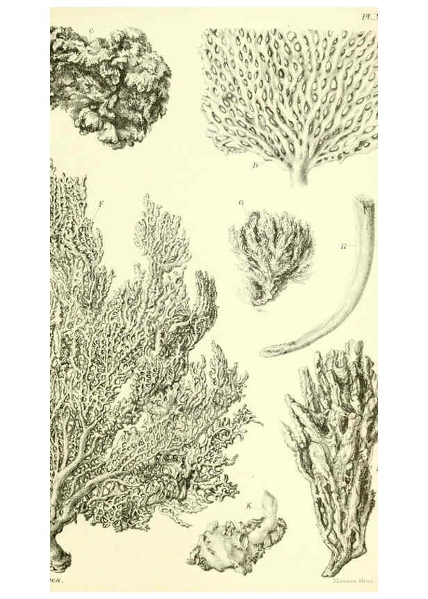 Reproducción/Reproduction 5988064190: Report on the zoological collections made in the Indo-Pacific Ocean during the voyage of H.M.S. 'Alert' 1881-2. London :Printed by order of the Trustees,1884
