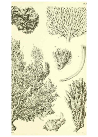 Reproducción/Reproduction 5988064190: Report on the zoological collections made in the Indo-Pacific Ocean during the voyage of H.M.S. 'Alert' 1881-2. London :Printed by order of the Trustees,1884