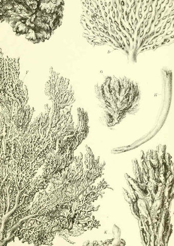 Reproducción/Reproduction 5988064190: Report on the zoological collections made in the Indo-Pacific Ocean during the voyage of H.M.S. 'Alert' 1881-2. London :Printed by order of the Trustees,1884