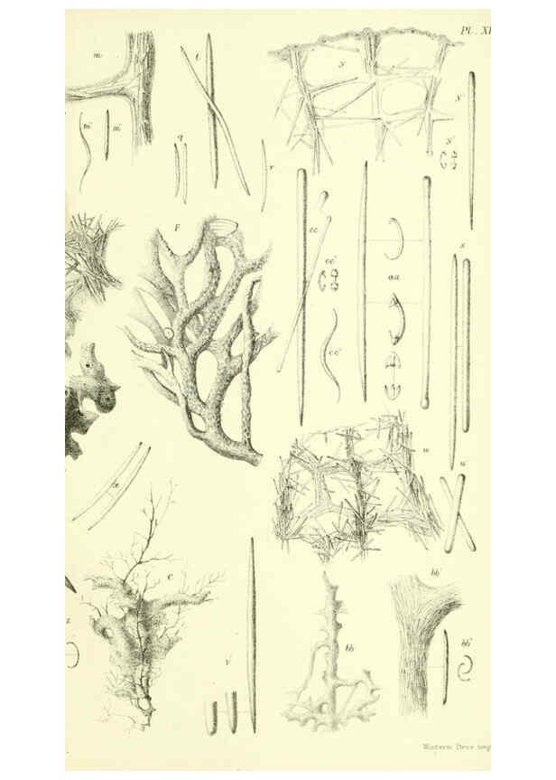 Reproducción/Reproduction 5988064866: Report on the zoological collections made in the Indo-Pacific Ocean during the voyage of H.M.S. 'Alert' 1881-2. London :Printed by order of the Trustees,1884