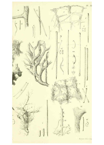 Reproducción/Reproduction 5988064866: Report on the zoological collections made in the Indo-Pacific Ocean during the voyage of H.M.S. 'Alert' 1881-2. London :Printed by order of the Trustees,1884