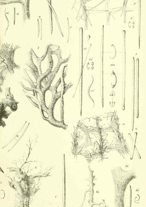 Reproducción/Reproduction 5988064866: Report on the zoological collections made in the Indo-Pacific Ocean during the voyage of H.M.S. 'Alert' 1881-2. London :Printed by order of the Trustees,1884
