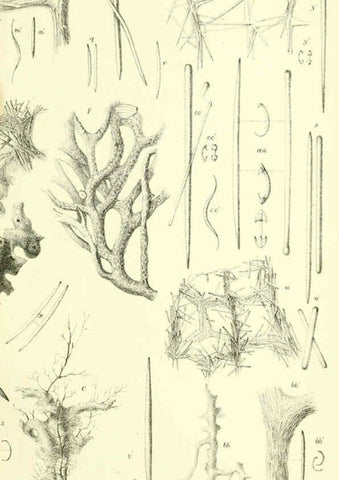 Reproducción/Reproduction 5988064866: Report on the zoological collections made in the Indo-Pacific Ocean during the voyage of H.M.S. 'Alert' 1881-2. London :Printed by order of the Trustees,1884