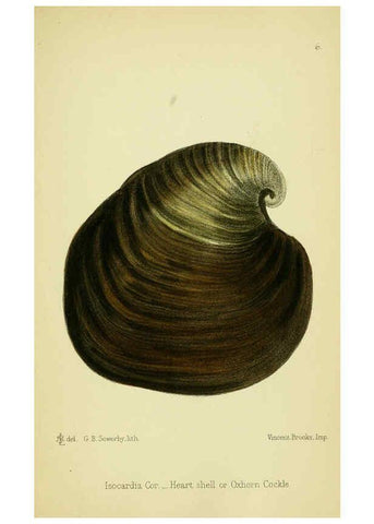 Reproducción/Reproduction 5988082724: The edible Mollusca of Great Britain and Ireland London :L. Reeve & Co.[1884] 