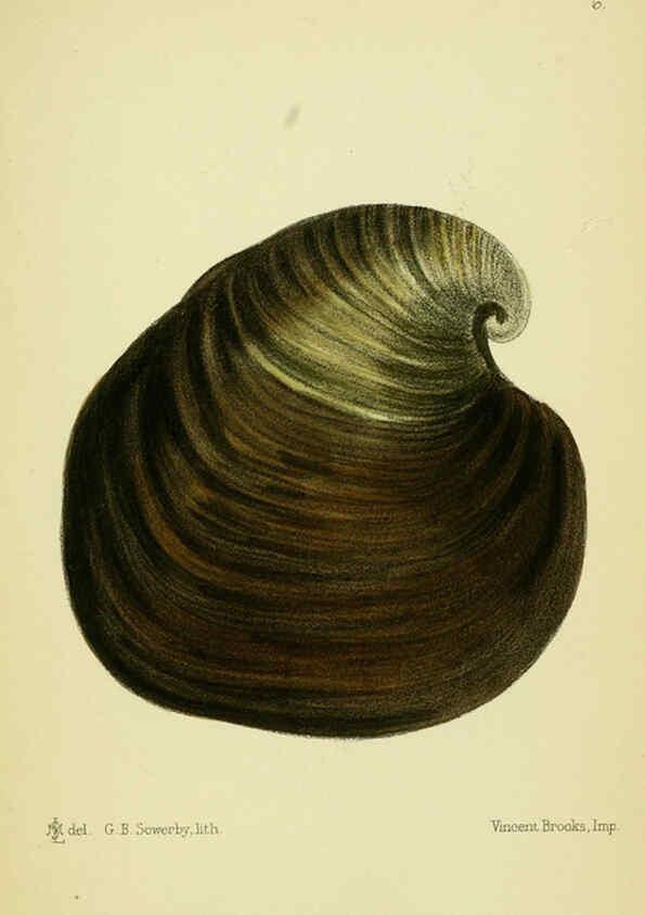 Reproducción/Reproduction 5988082724: The edible Mollusca of Great Britain and Ireland London :L. Reeve & Co.[1884] 