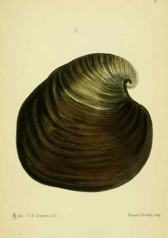 Reproducción/Reproduction 5988082724: The edible Mollusca of Great Britain and Ireland London :L. Reeve & Co.[1884] 