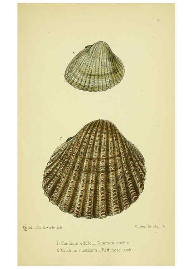 Reproducción/Reproduction 5988082970: The edible Mollusca of Great Britain and Ireland London :L. Reeve & Co.[1884] 