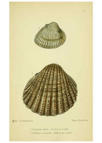 Reproducción/Reproduction 5988082970: The edible Mollusca of Great Britain and Ireland London :L. Reeve & Co.[1884] 