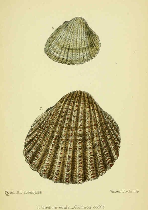 Reproducción/Reproduction 5988082970: The edible Mollusca of Great Britain and Ireland London :L. Reeve & Co.[1884] 