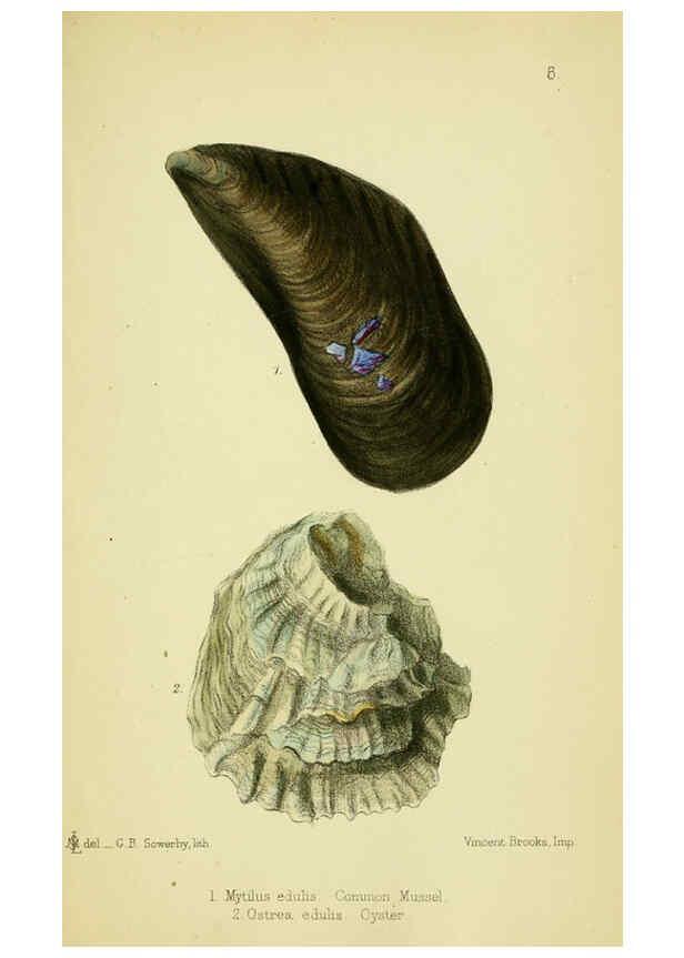 Reproducción/Reproduction 5988083328: The edible Mollusca of Great Britain and Ireland London :L. Reeve & Co.[1884] 