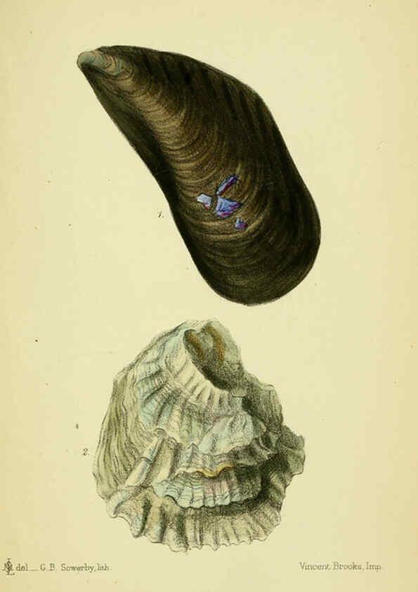 Reproducción/Reproduction 5988083328: The edible Mollusca of Great Britain and Ireland London :L. Reeve & Co.[1884] 