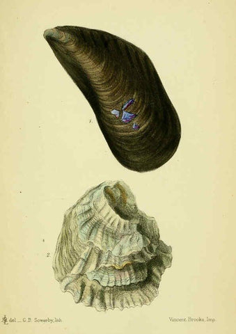 Reproducción/Reproduction 5988083328: The edible Mollusca of Great Britain and Ireland London :L. Reeve & Co.[1884] 