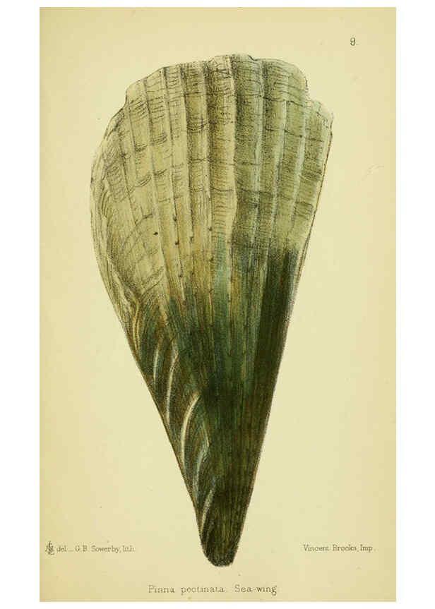 Reproducción/Reproduction 5988083582: The edible Mollusca of Great Britain and Ireland London :L. Reeve & Co.[1884] 