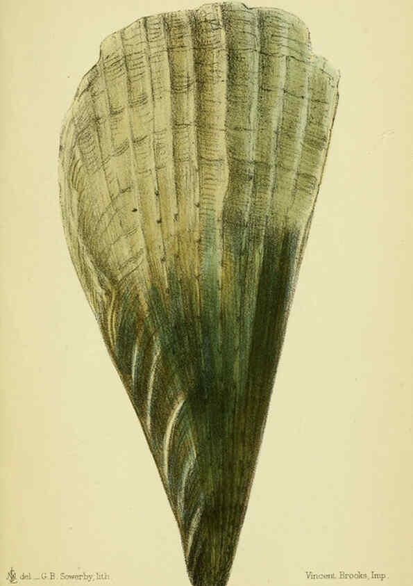 Reproducción/Reproduction 5988083582: The edible Mollusca of Great Britain and Ireland London :L. Reeve & Co.[1884] 