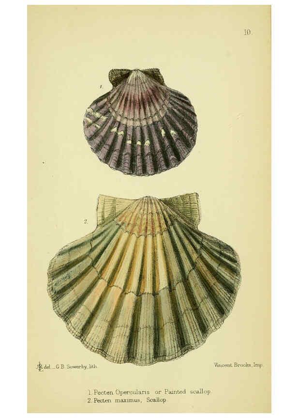 Reproducción/Reproduction 5988083854: The edible Mollusca of Great Britain and Ireland London :L. Reeve & Co.[1884] 