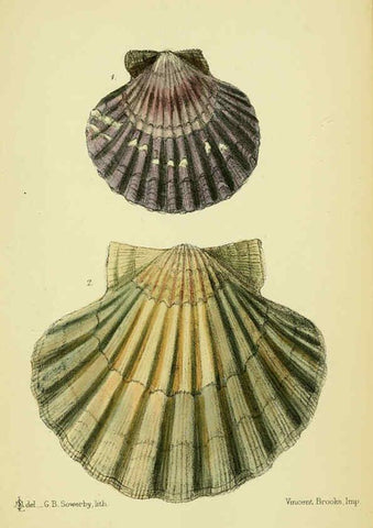 Reproducción/Reproduction 5988083854: The edible Mollusca of Great Britain and Ireland London :L. Reeve & Co.[1884] 