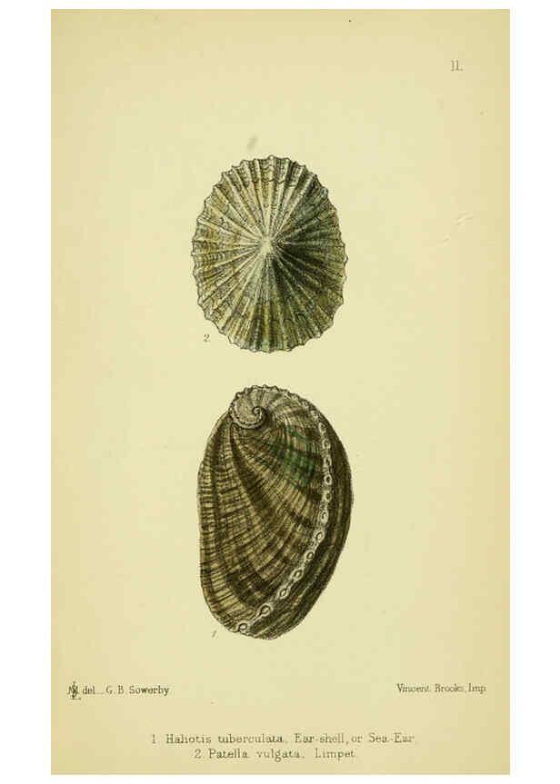 Reproducción/Reproduction 5988084194: The edible Mollusca of Great Britain and Ireland London :L. Reeve & Co.[1884] 