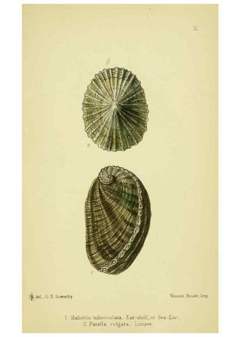 Reproducción/Reproduction 5988084194: The edible Mollusca of Great Britain and Ireland London :L. Reeve & Co.[1884] 