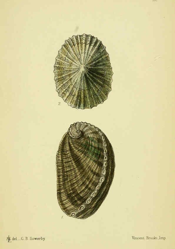Reproducción/Reproduction 5988084194: The edible Mollusca of Great Britain and Ireland London :L. Reeve & Co.[1884] 