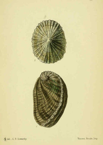 Reproducción/Reproduction 5988084194: The edible Mollusca of Great Britain and Ireland London :L. Reeve & Co.[1884] 