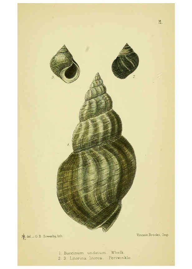 Reproducción/Reproduction 5987521323: The edible Mollusca of Great Britain and Ireland London :L. Reeve & Co.[1884] 