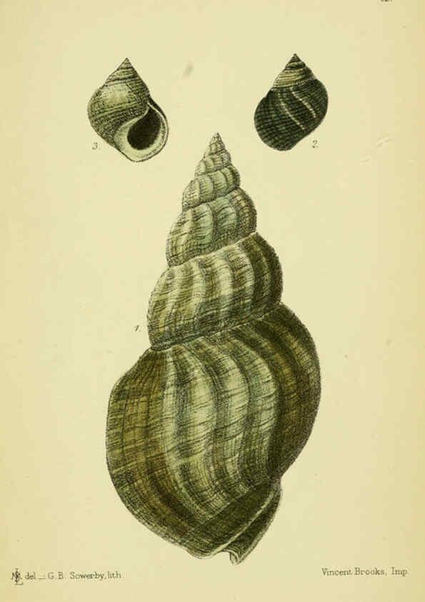 Reproducción/Reproduction 5987521323: The edible Mollusca of Great Britain and Ireland London :L. Reeve & Co.[1884] 