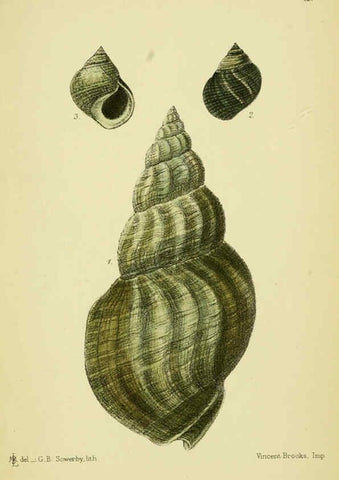 Reproducción/Reproduction 5987521323: The edible Mollusca of Great Britain and Ireland London :L. Reeve & Co.[1884] 