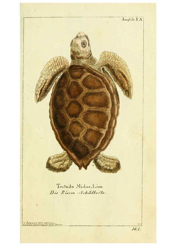 Reproducción/Reproduction 5987751707: Gemeinnüzzige Naturgeschichte des Thierreichs bd. 4 plates Berlin ;bei Gottlieb August Lange,1780-1789