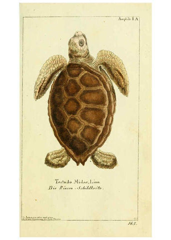 Reproducción/Reproduction 5987751707: Gemeinnüzzige Naturgeschichte des Thierreichs bd. 4 plates Berlin ;bei Gottlieb August Lange,1780-1789
